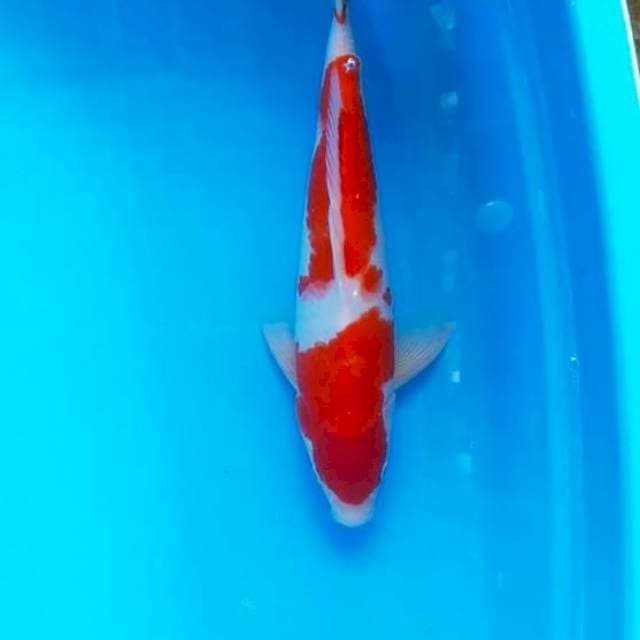 kohaku male 40 cm