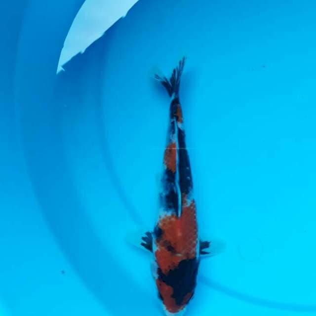 Male