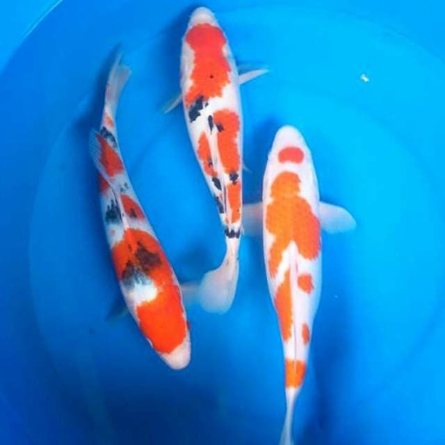 Sk mix
