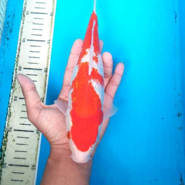 KOHAKU GINRIN 27 CM