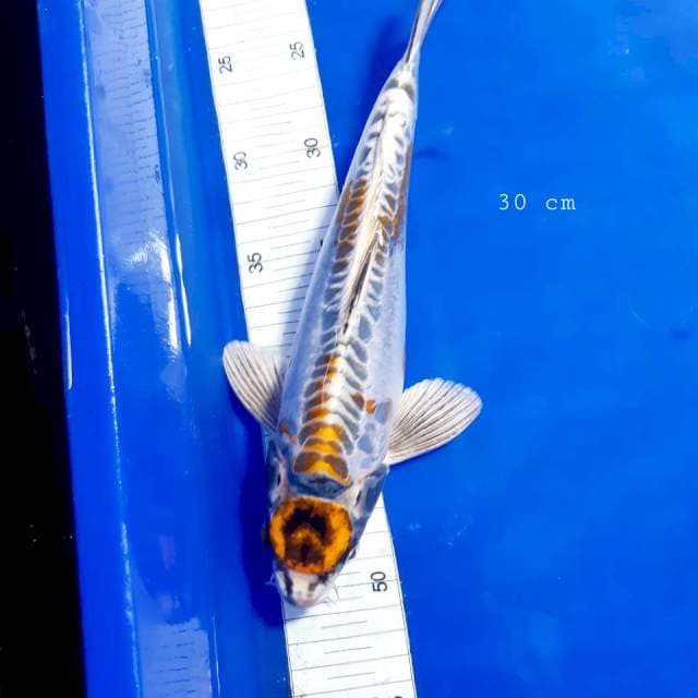 Maruten kikko 30 cm