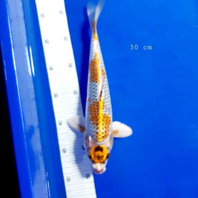 Maruten kojaku