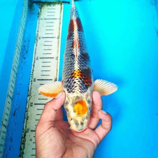 MARUTEN KUJAKU  MALE 32 cm