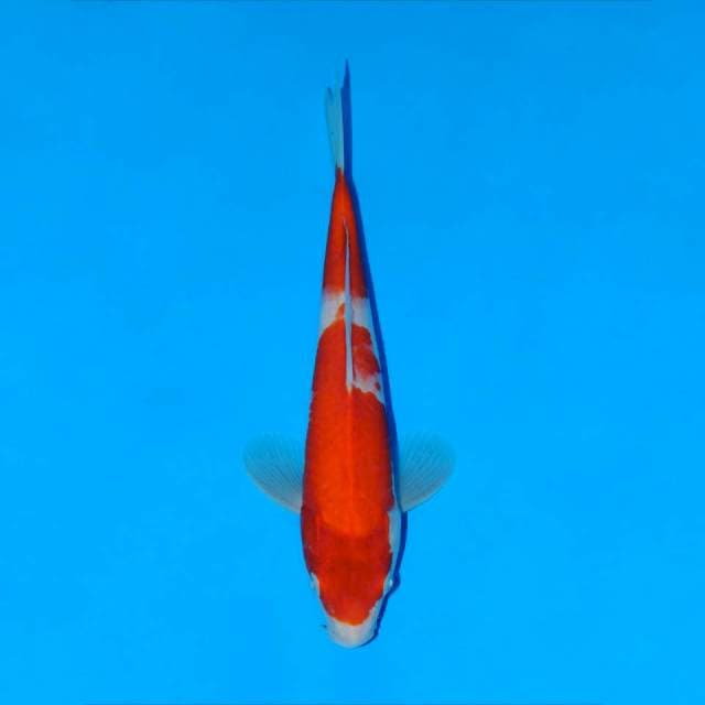 Kohaku