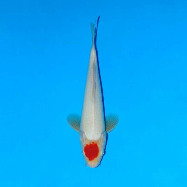 Tancho kohaku