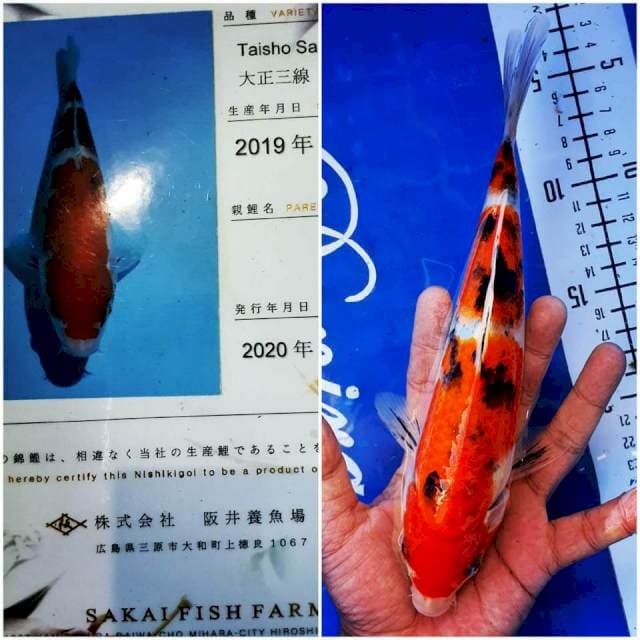 Sakai Sanke, 25cm