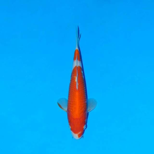 Kohaku f1