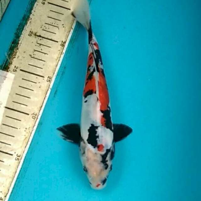 Showa doitsu 25cm