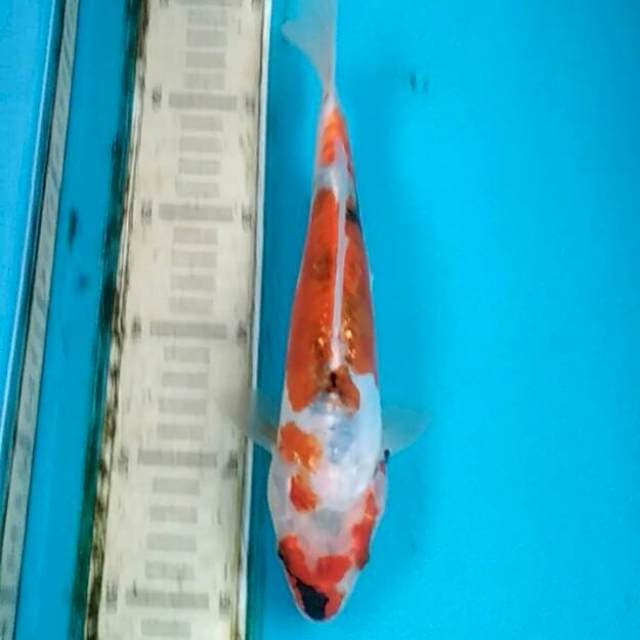 Showa doitsu 25cm