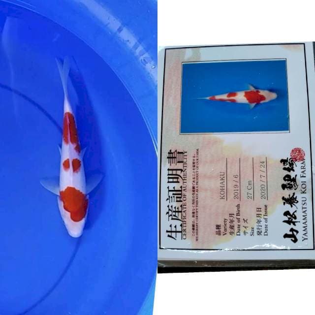 Kohaku YAMAMATSU serti