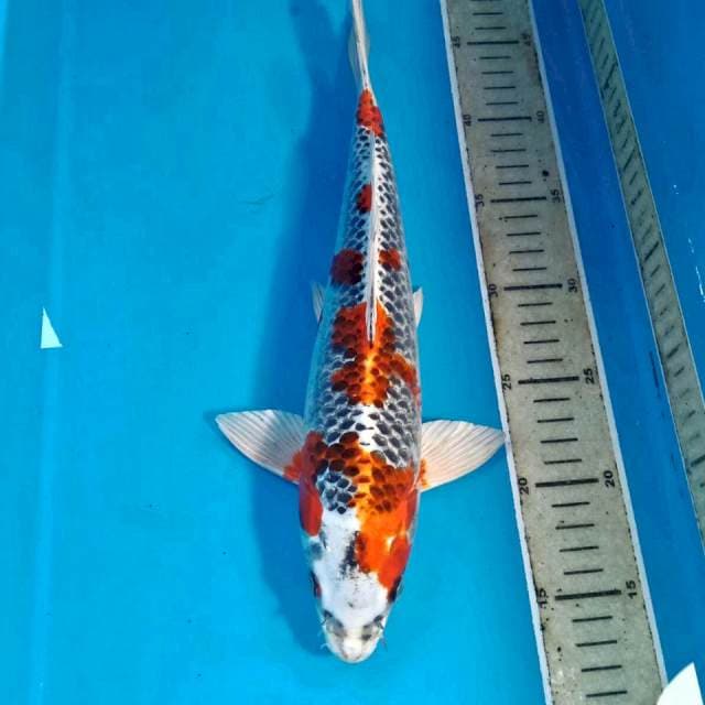Kujaku, male 34 cm