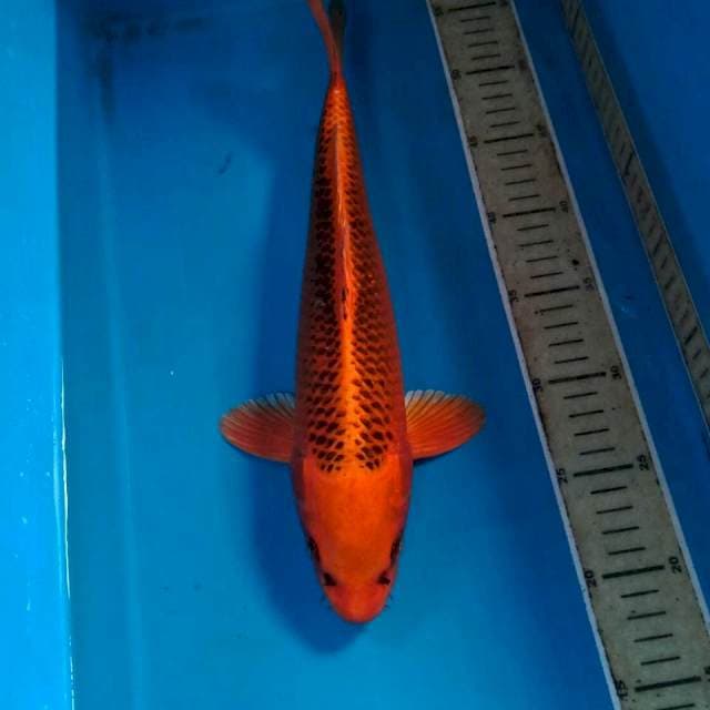 Aka Matsuba, 36 cm