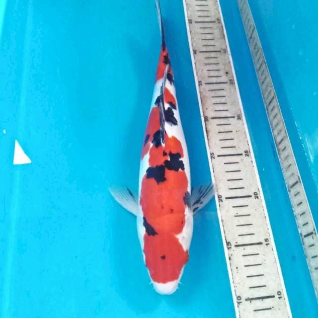 Sanke Doitsu, 34 cm