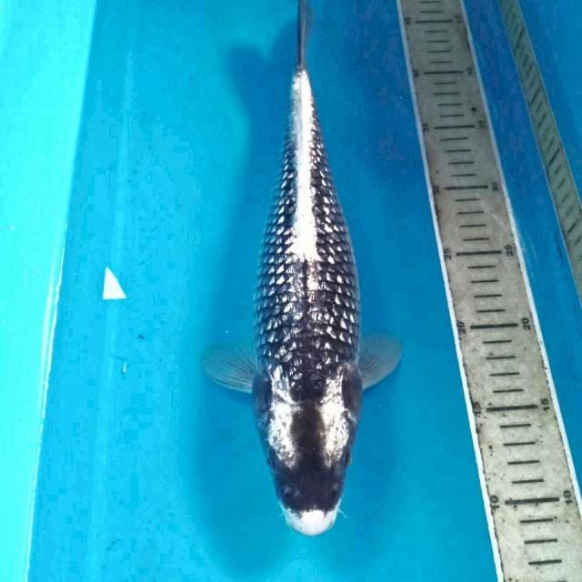 Diamond Kabuto Ginrin, 37 cm