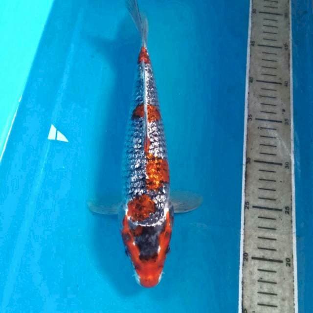 Antiq Ginrin, 32 cm