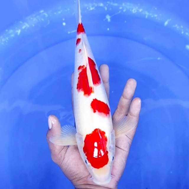 1. Kohaku Strong || 31 cm