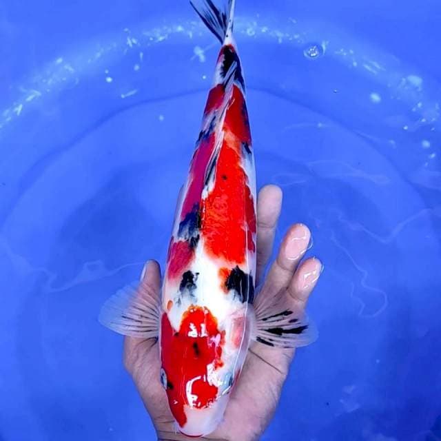 12. Sanke Strong || 35 cm || Jantan
