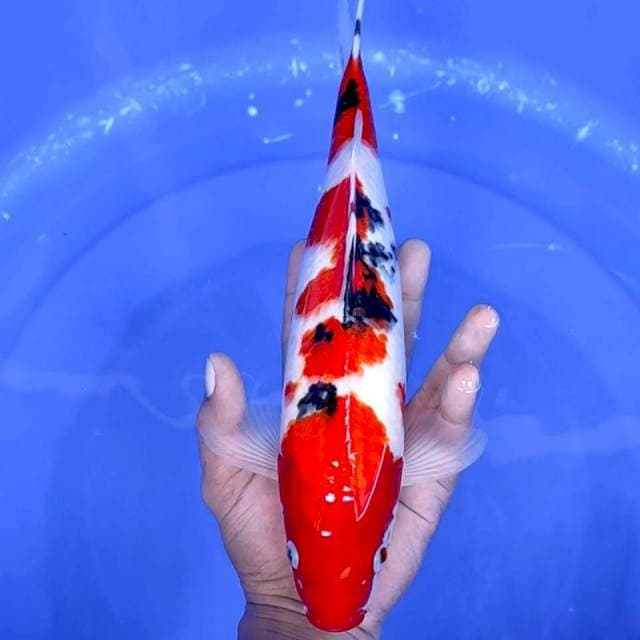 13. Sanke Merah Strong || 32 cm || Jantan