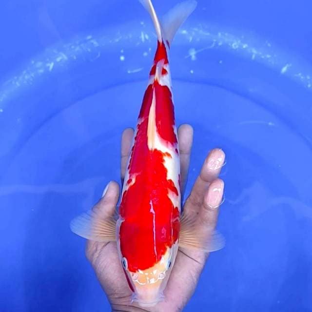 14. Kohaku || 32 cm || Jantan
