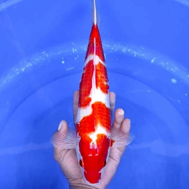 16. 3 Step || 33 cm || Jantan