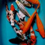 Mix 19-37cm 14ekor