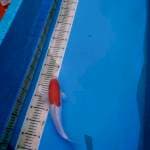 Kohaku strong 29 cm