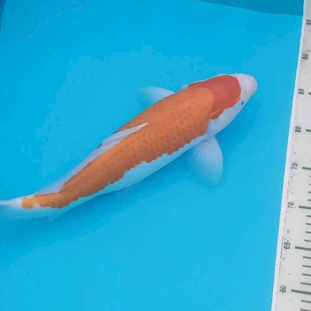 Male Strong Kohaku 42 cm