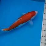 Male Strong Kohaku 42 cm