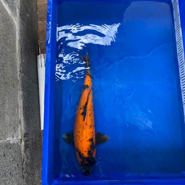Shinoda Certi Breeder