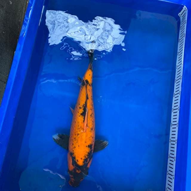 Shinoda Certi Breeder