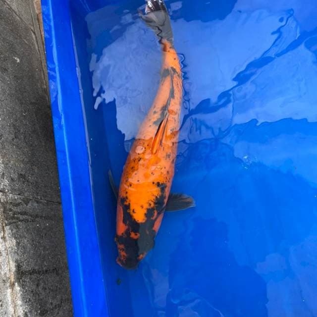Shinoda Certi Breeder