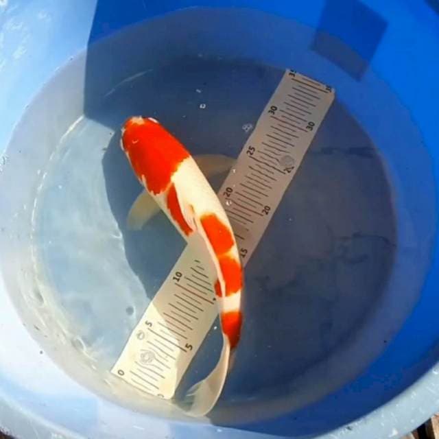 Kohaku Cantik