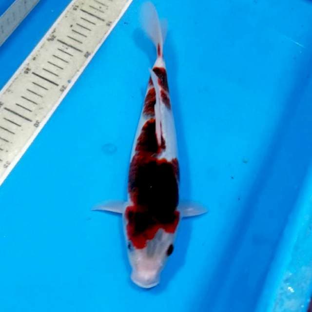 Goromo