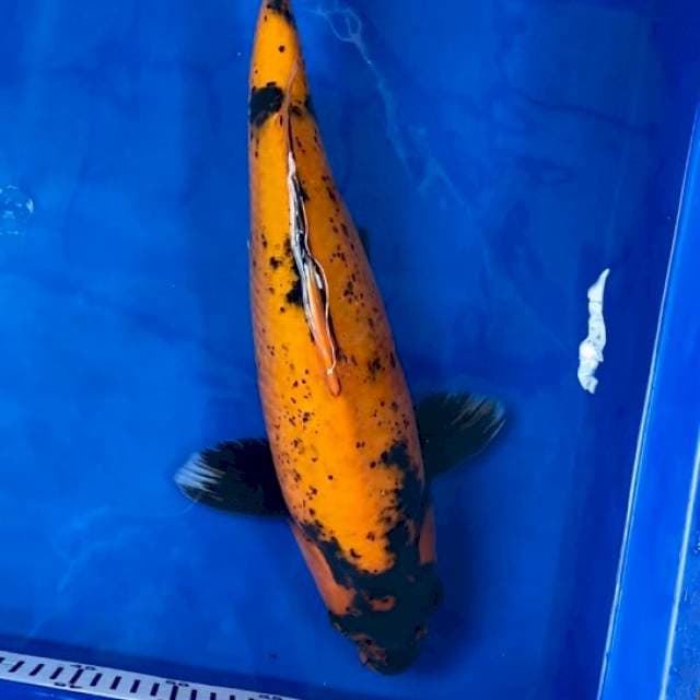 HU Shinoda serti breeder