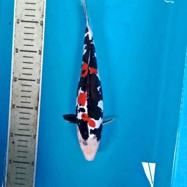 Doitsu Murni, 27 cm