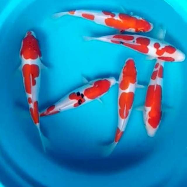 Paket kohaku sanke ori