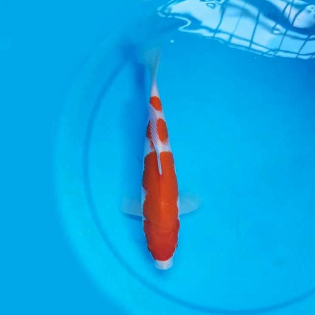 Sandan Kohaku 26 cm