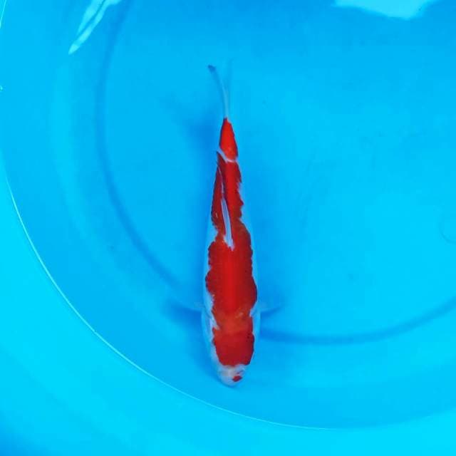 Hi Straight Kohaku 25 cm