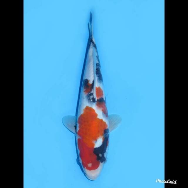 26cm , Female , Kindai Showa , Tosai