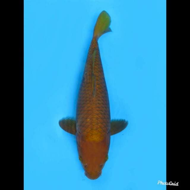 33cm , Female , Chagoi Tembaga , Tosai