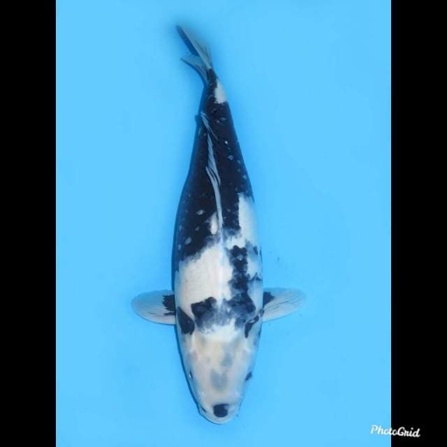 43cm , Female , Shiro Utsuri Jumbo