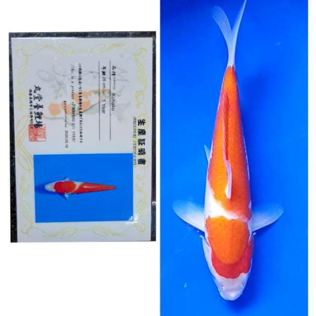 Kohaku Serti Marudo 