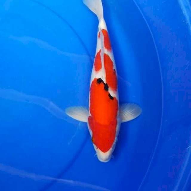 Sanke 3 step 33cm