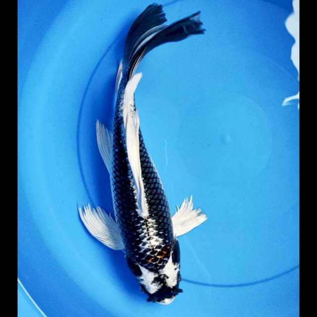 Kumpay gin kabuto 35cm