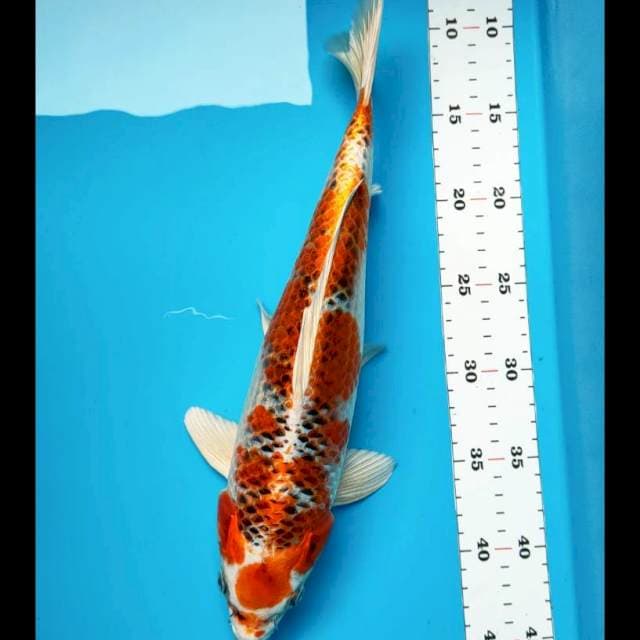 Kujaku strong 34cm male