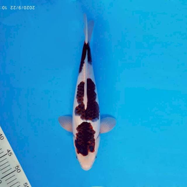 ASAHI 4 ~ GOROMO ™