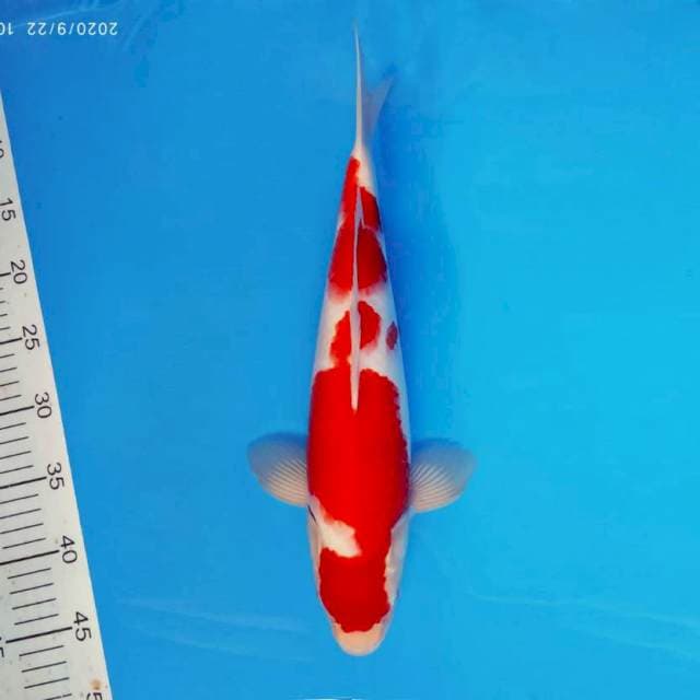 ASAHI 7 ~ KOHAKU PEJANTAN ™