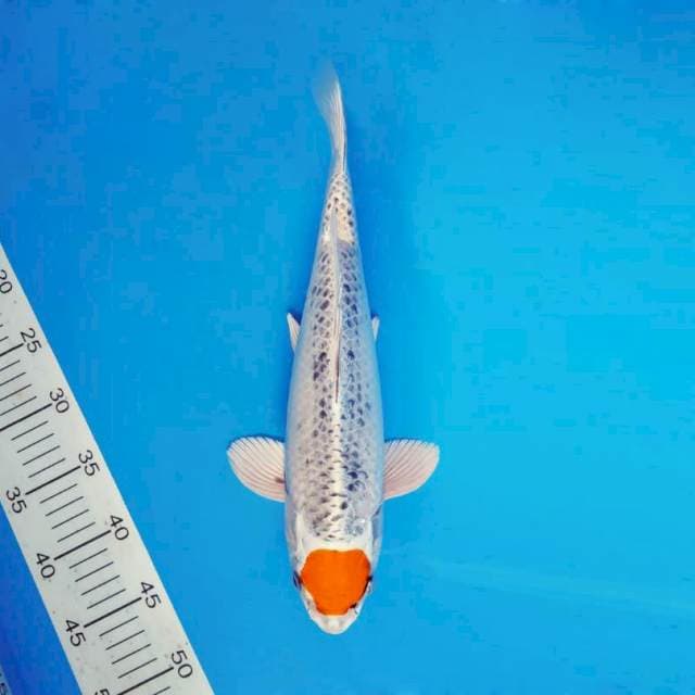 ASAHI 9 ~ TANCHO KUJAKU ™