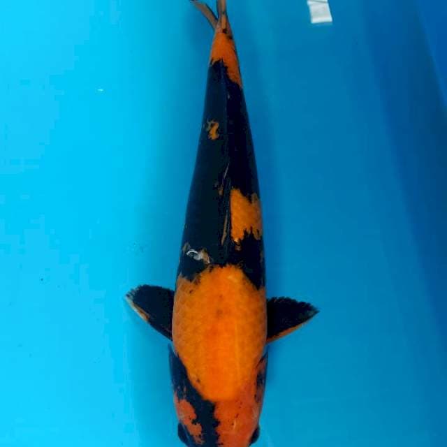 Male 43cm hiu martil