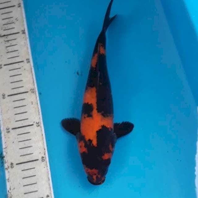 Hiu 28 cm